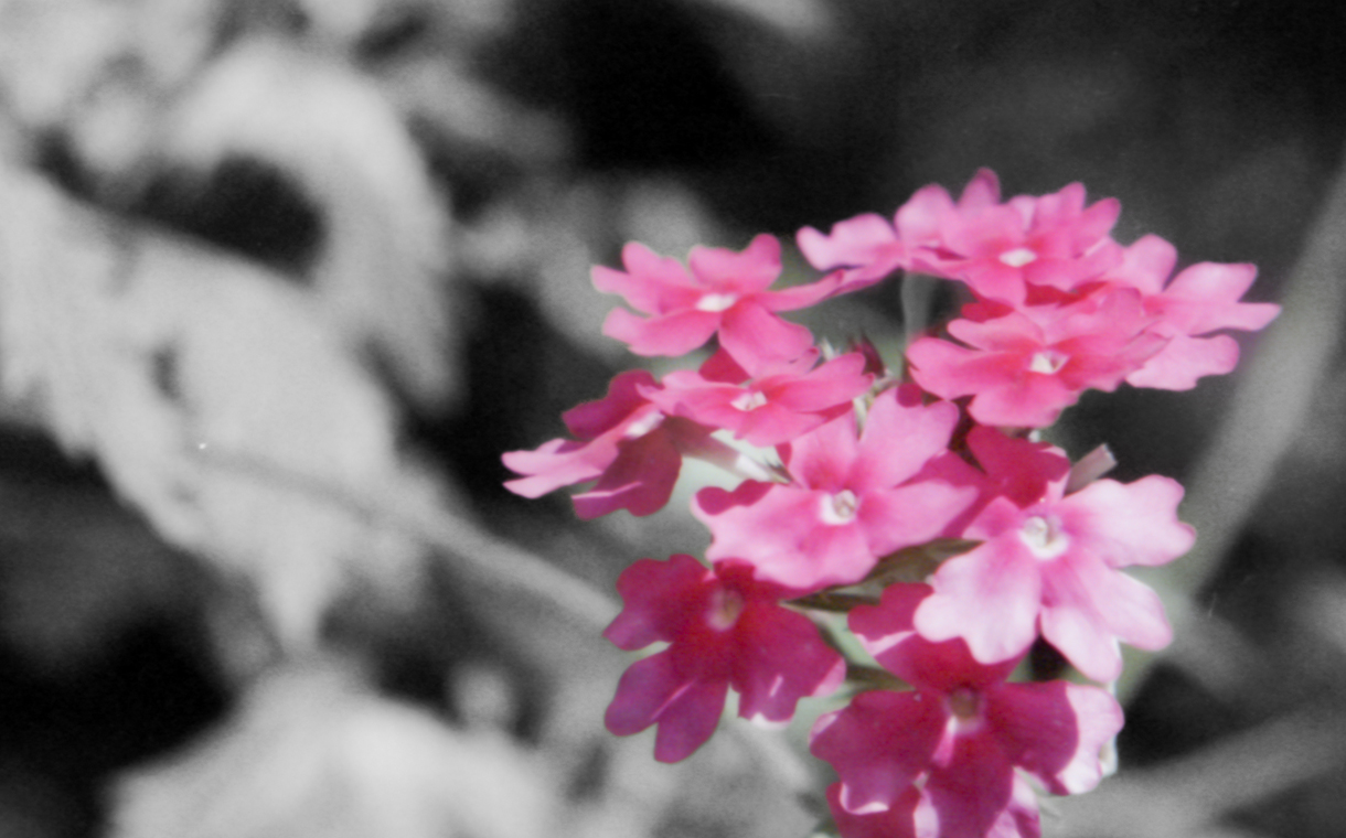 sh_contrast-of-beauty-1_ig